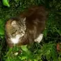 More cat-up-a-tree action, A Transit of Venus and a Front Garden Barbeque, Brome - 11th June 2004