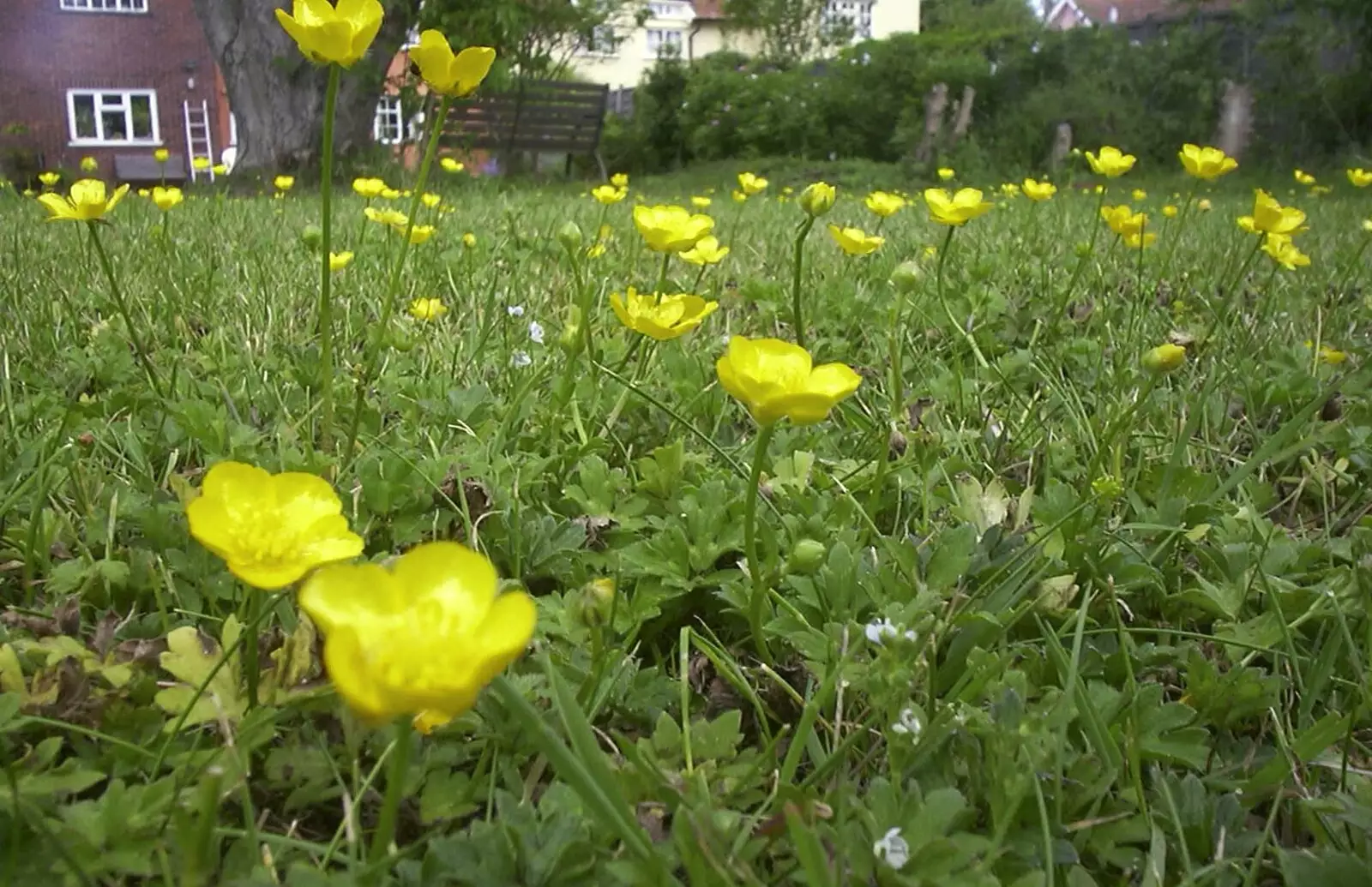 Close-up with some buttercups in the lawn, from A Transit of Venus and a Front Garden Barbeque, Brome - 11th June 2004