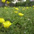 Close-up with some buttercups in the lawn, A Transit of Venus and a Front Garden Barbeque, Brome - 11th June 2004