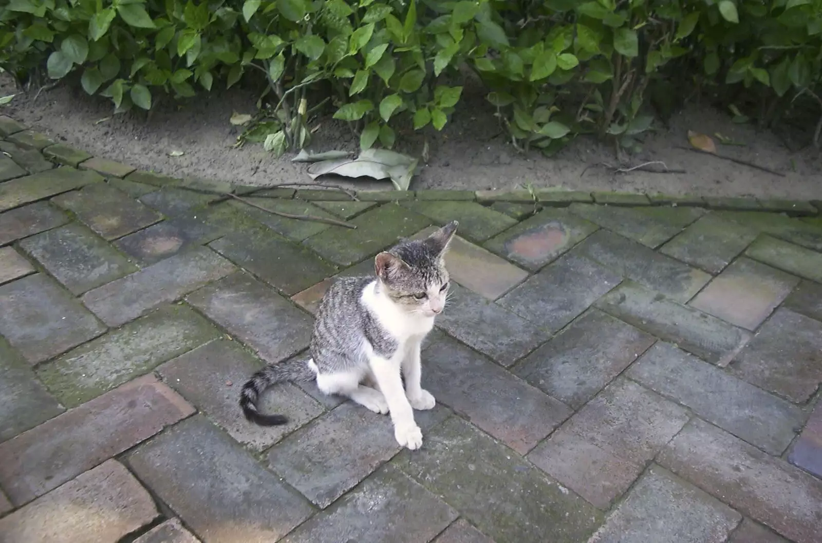 There are loads of semi-feral cats sitting around, from A Postcard From Manila: a Working Trip, Philippines - 9th July 2004