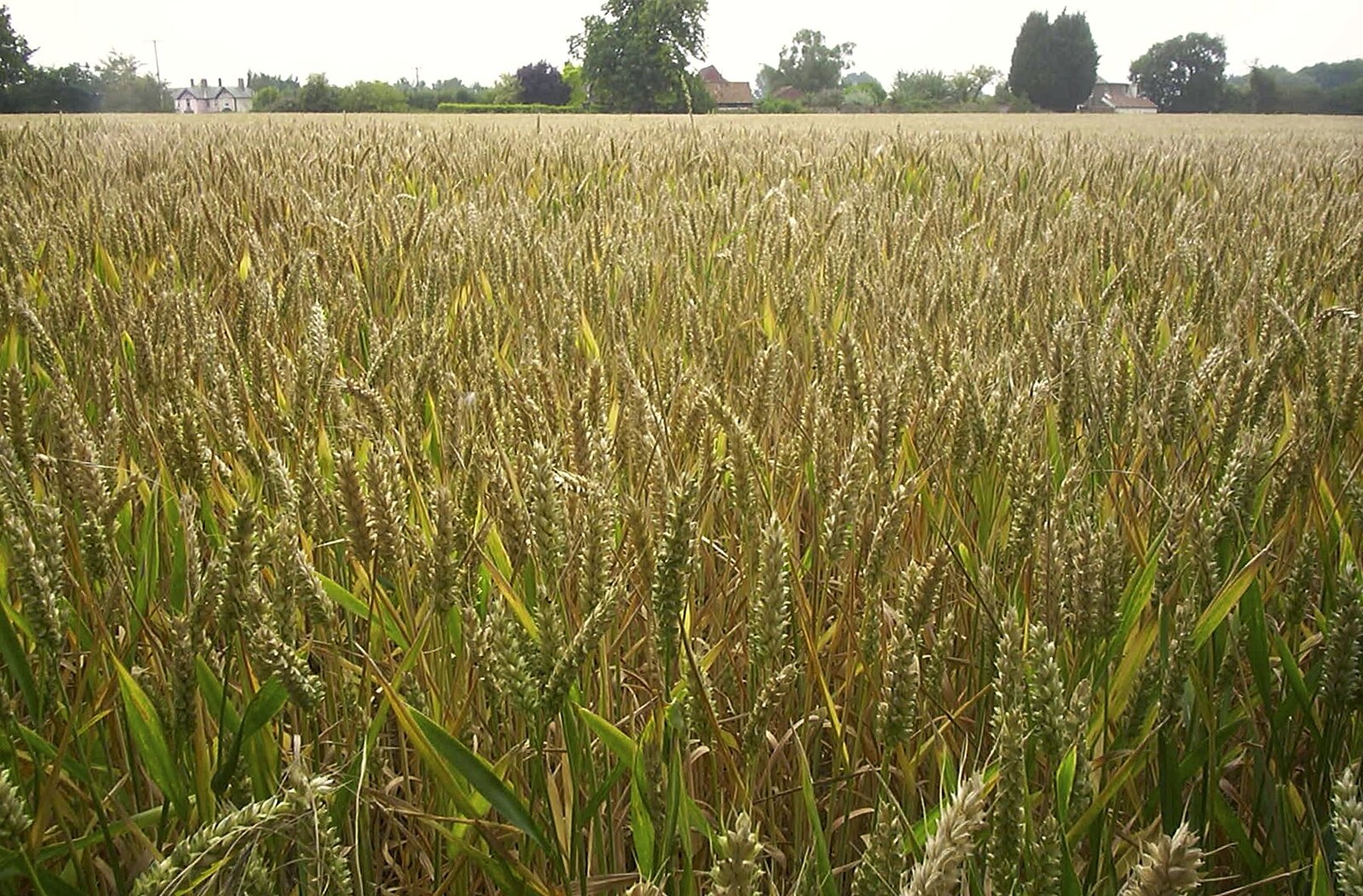 The BSCC in Debenham, and Bill's Housewarming Barbie, Yaxley, Suffolk - 31st July 2004: A field of wheat