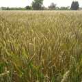 A field of wheat, The BSCC in Debenham, and Bill's Housewarming Barbie, Yaxley, Suffolk - 31st July 2004