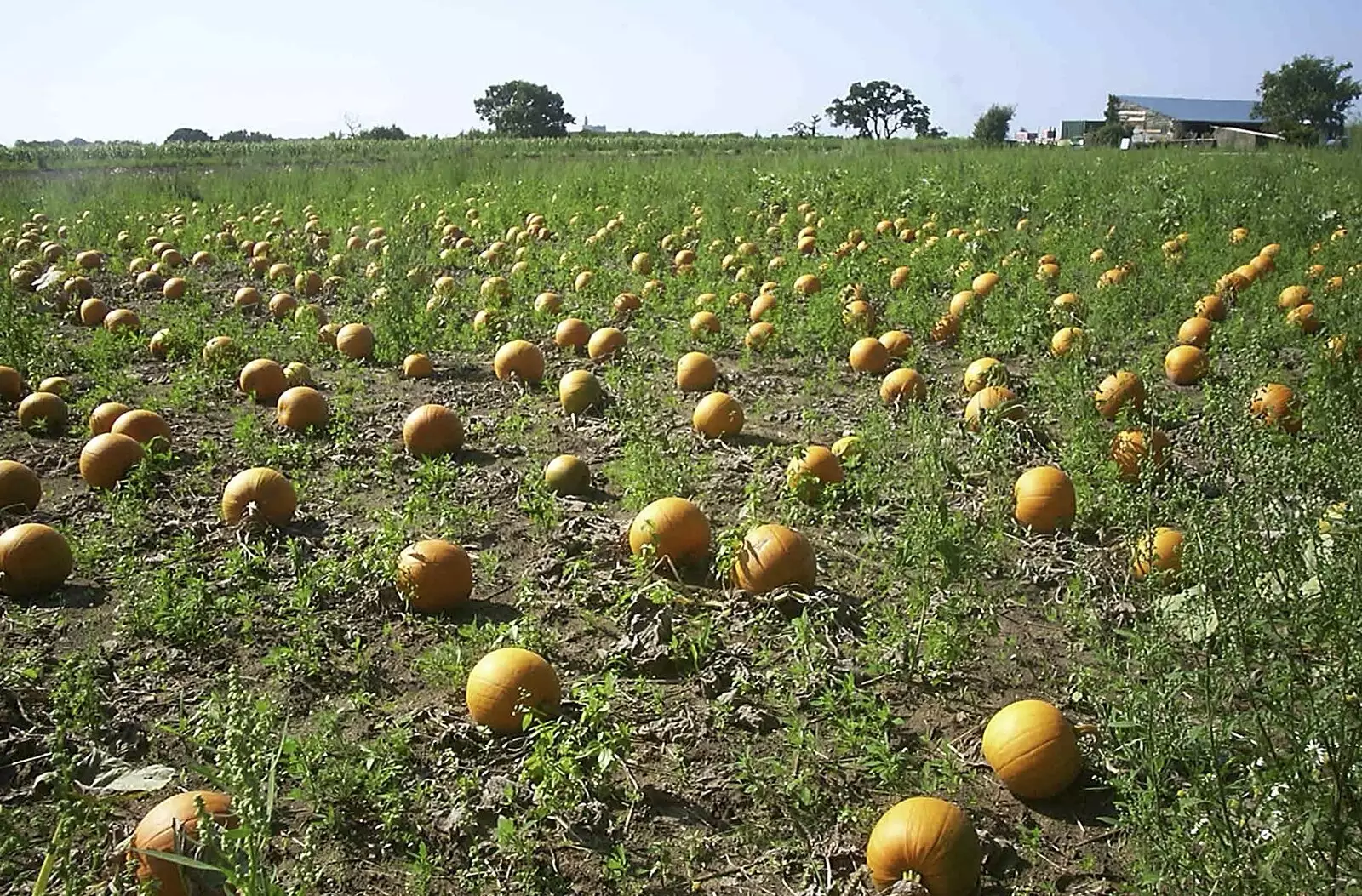 A field of pumpkins, from A BSCC Splinter Group Camping Trip, Shottisham, Suffolk - 13th August 2004