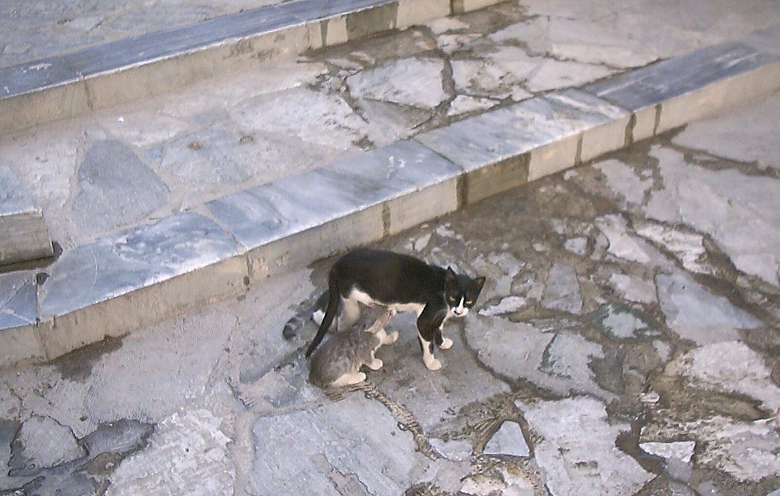 A Postcard From Athens: A Day Trip to the Olympics, Greece - 19th August 2004: A feral cat feeds its kitten
