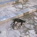 A feral cat feeds its kitten, A Postcard From Athens: A Day Trip to the Olympics, Greece - 19th August 2004