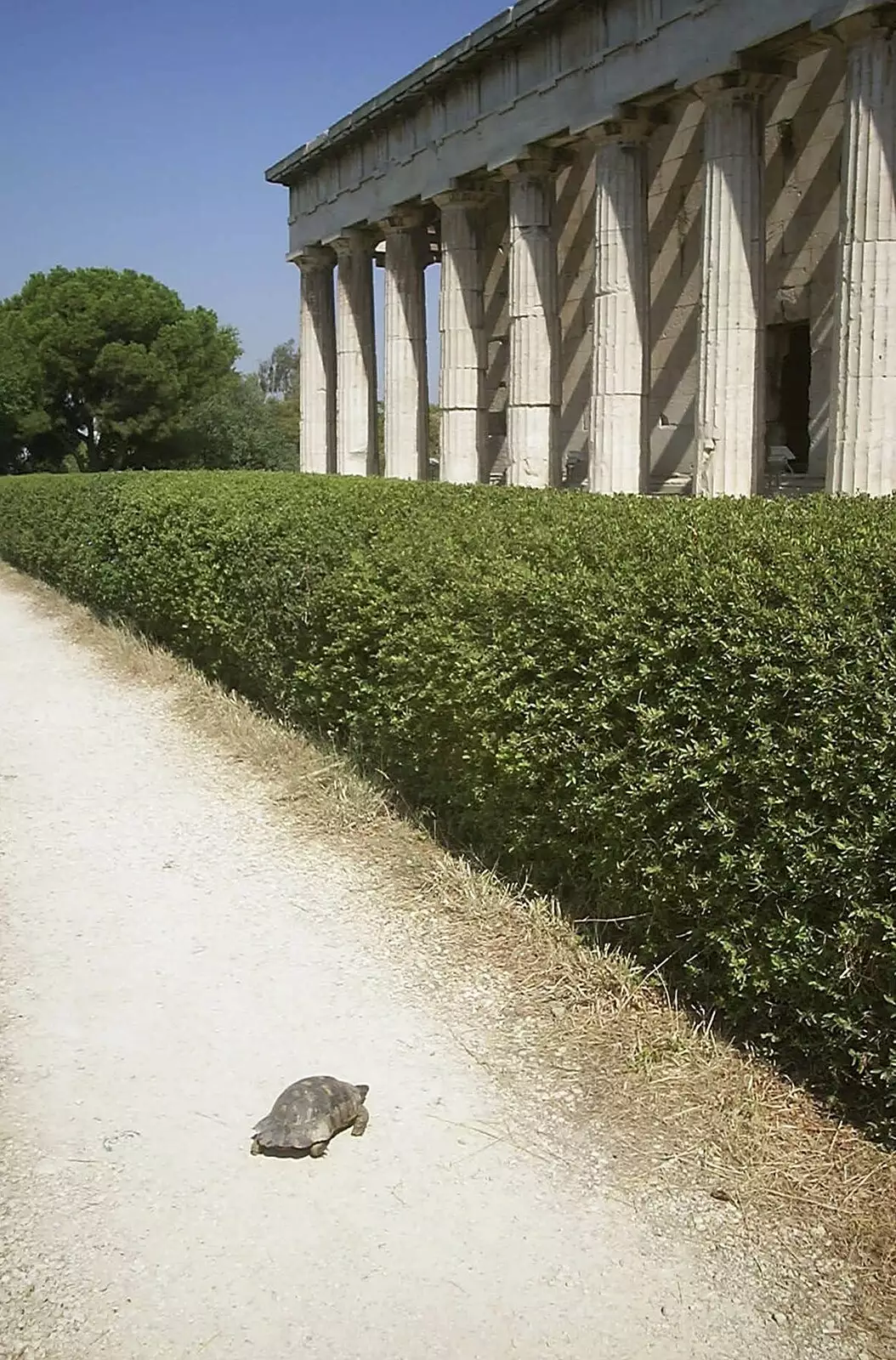 A tortoise crosses the path to visit the temple, from A Postcard From Athens: A Day Trip to the Olympics, Greece - 19th August 2004