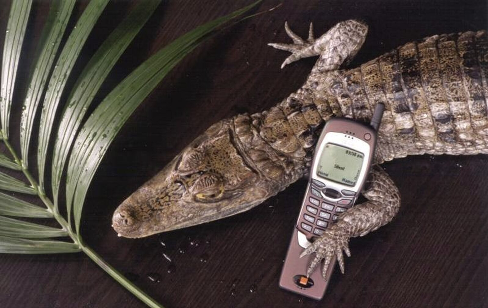 The cayman makes a call on a Nokia from A 3G Lab/Trigenix Miscellany, Matrix House, Cambridge - 25th September 2004