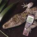 The cayman makes a call on a Nokia, A 3G Lab/Trigenix Miscellany, Matrix House, Cambridge - 25th September 2004
