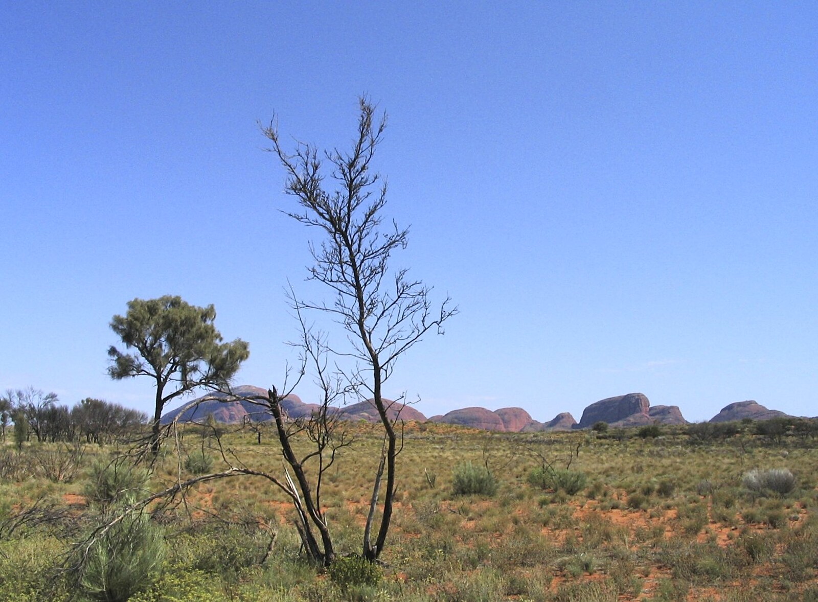 More lonely trees from The Red Centre: Yulara and Uluru, Northern Territories, Australia - 8th October 2004