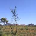 More lonely trees, The Red Centre: Yulara and Uluru, Northern Territories, Australia - 8th October 2004