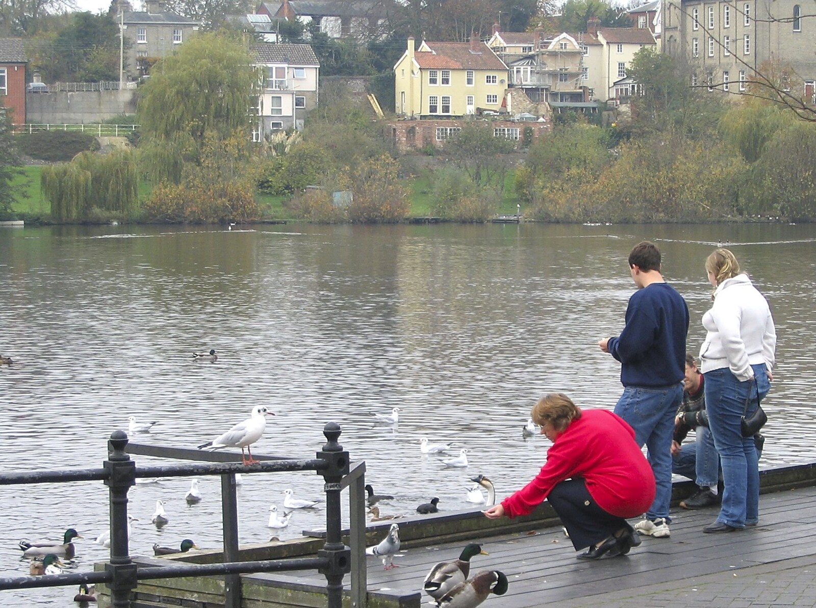 Someone feeds a pigeon on the fishing pontoon from Feeding the Ducks: a Diss and Norwich Miscellany - 7th November 2004
