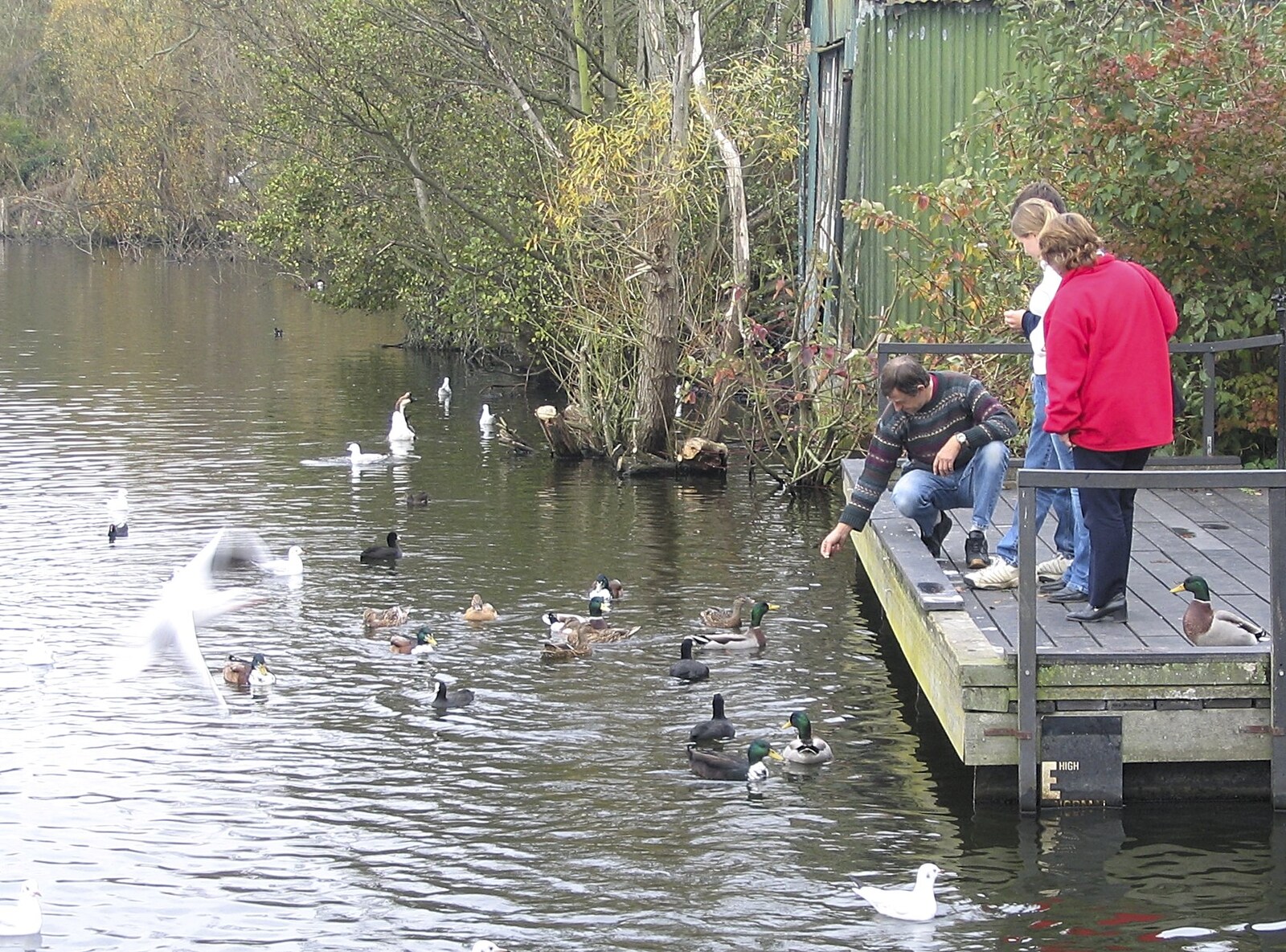 More duck feeding from Feeding the Ducks: a Diss and Norwich Miscellany - 7th November 2004