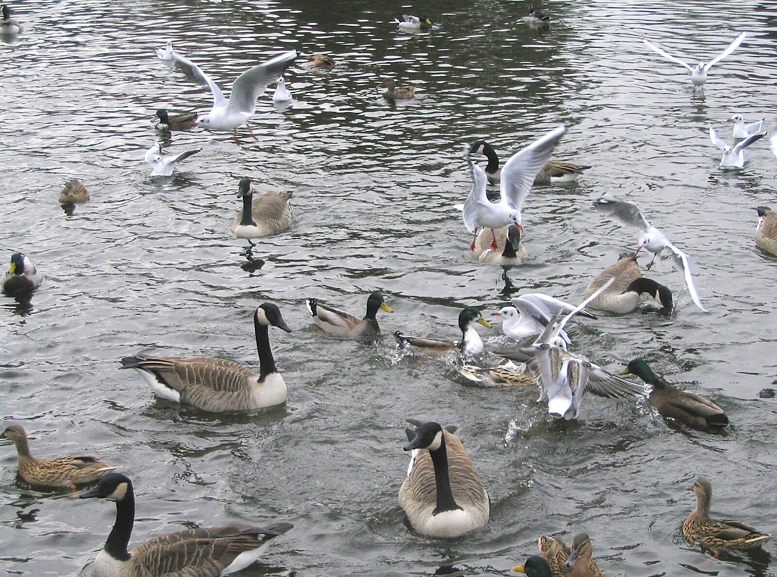 Geese and seagulls do a face-off from Feeding the Ducks: a Diss and Norwich Miscellany - 7th November 2004
