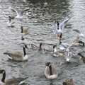 Geese and seagulls do a face-off, Feeding the Ducks, a Diss and Norwich Miscellany - 7th November 2004