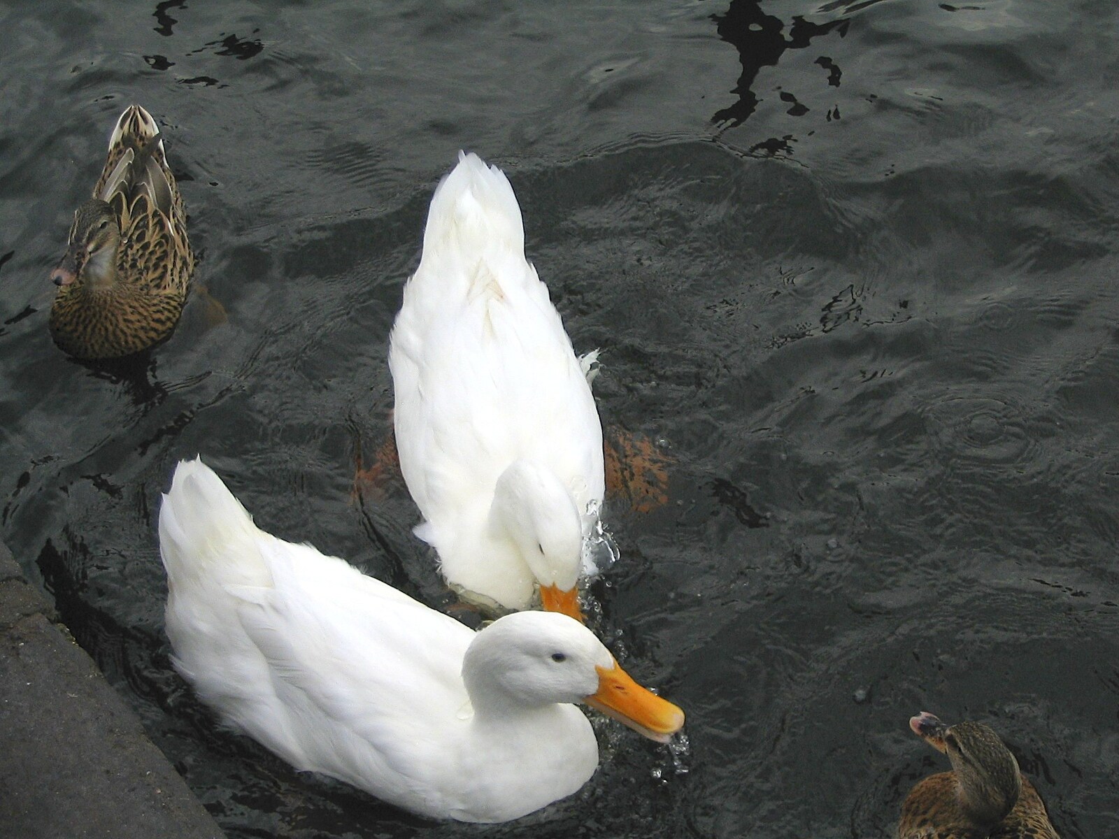 A couple of white ducks float about from Feeding the Ducks: a Diss and Norwich Miscellany - 7th November 2004