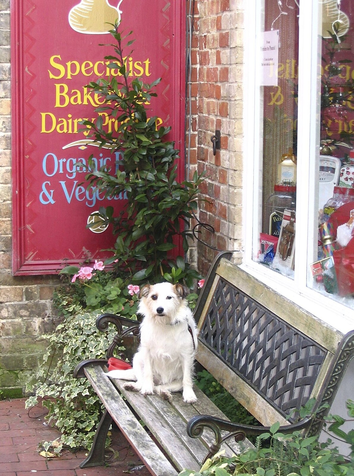 A small dog waits outside the sweet shop from Feeding the Ducks: a Diss and Norwich Miscellany - 7th November 2004