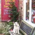 A small dog waits outside the sweet shop, Feeding the Ducks, a Diss and Norwich Miscellany - 7th November 2004