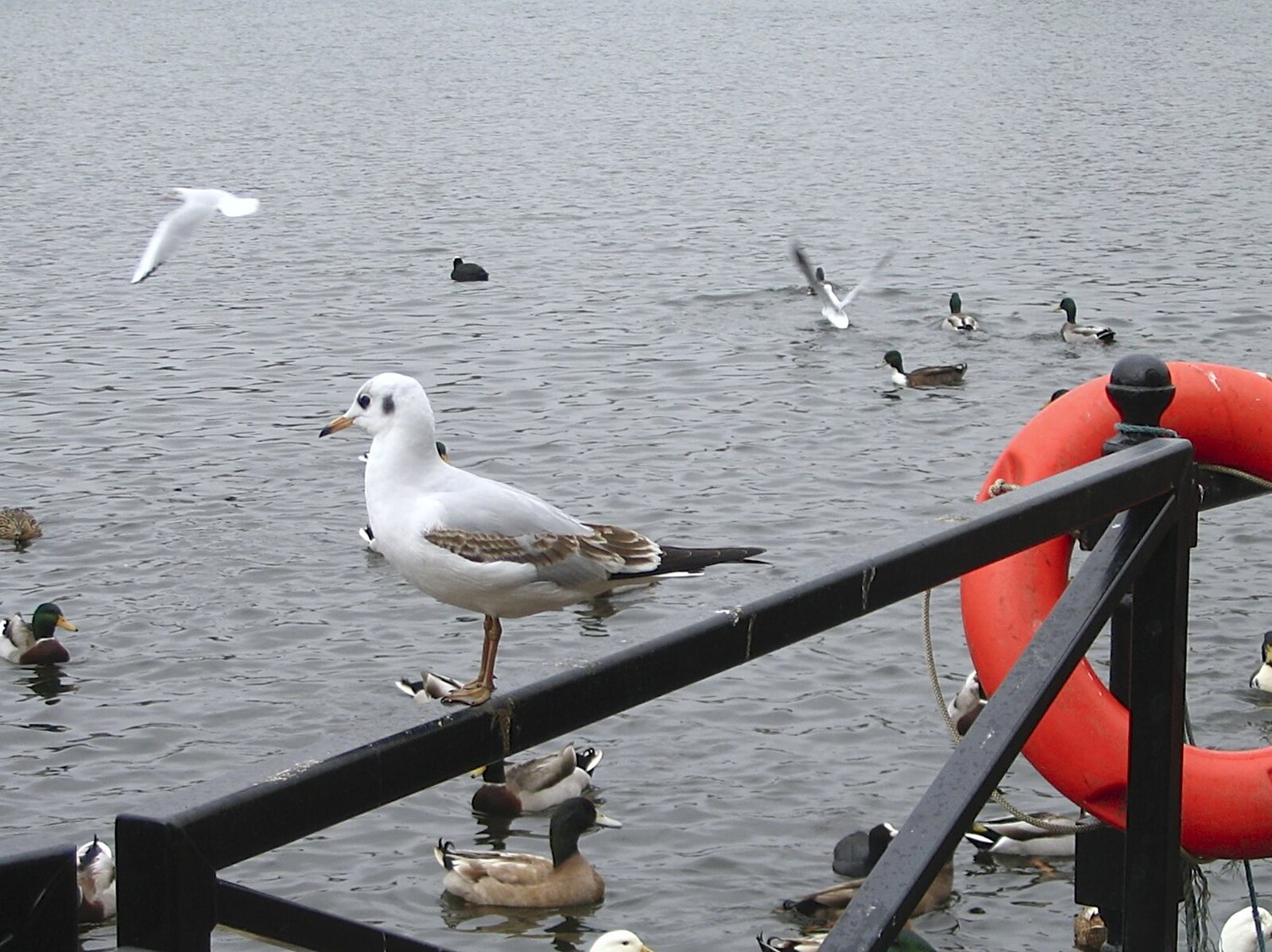 A seagull perches from Feeding the Ducks: a Diss and Norwich Miscellany - 7th November 2004