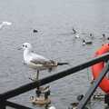 A seagull perches, Feeding the Ducks, a Diss and Norwich Miscellany - 7th November 2004
