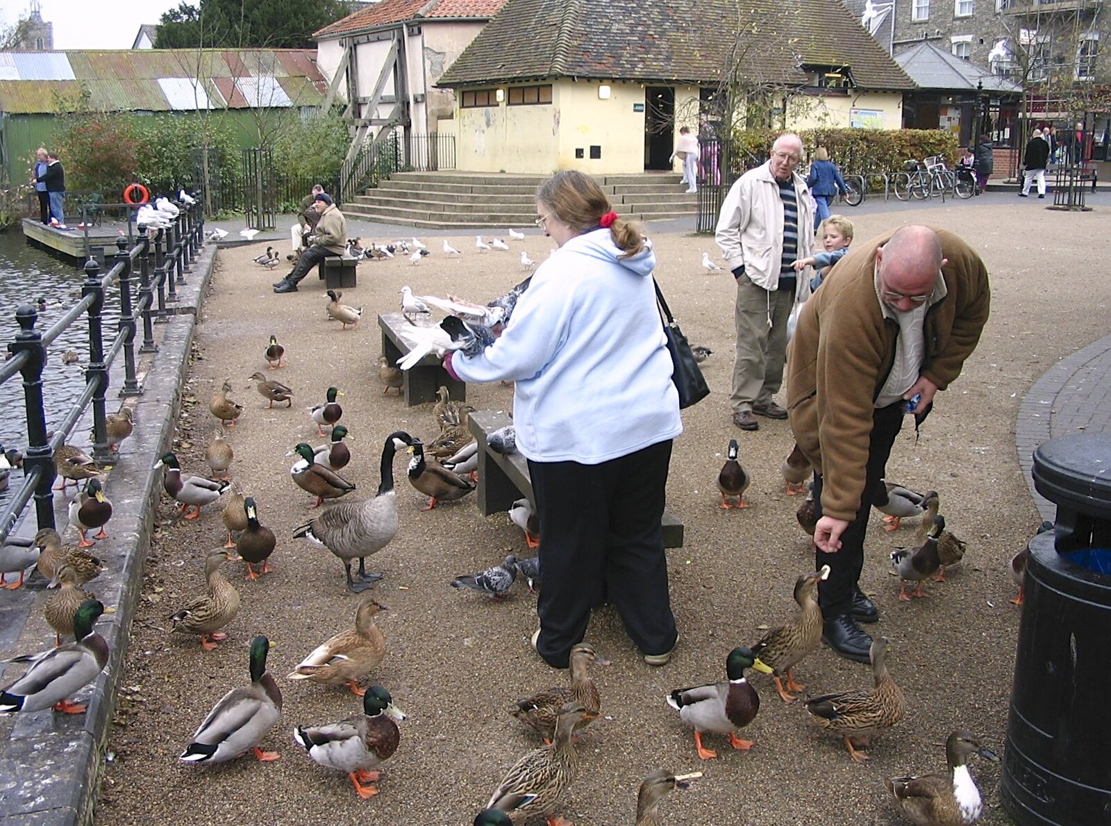 A woman gets doves and pigeons to land on her from Feeding the Ducks: a Diss and Norwich Miscellany - 7th November 2004