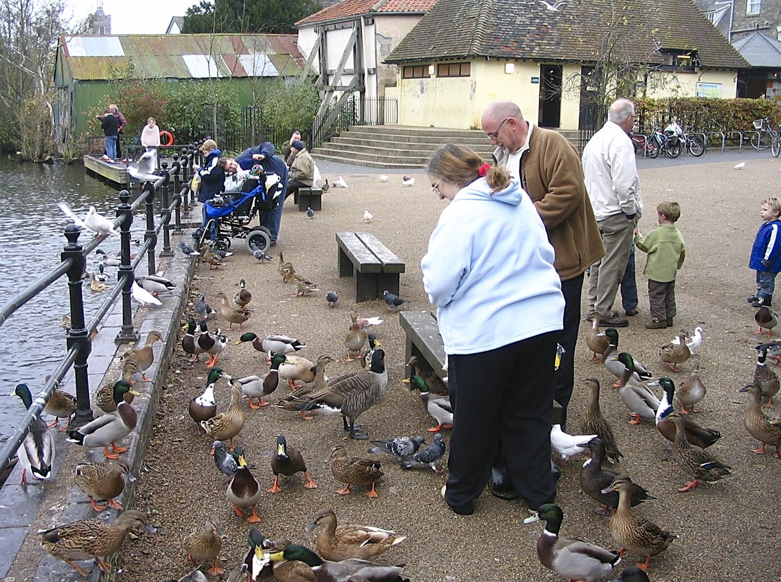 Pigeons, ducks and geese are all in on it from Feeding the Ducks: a Diss and Norwich Miscellany - 7th November 2004