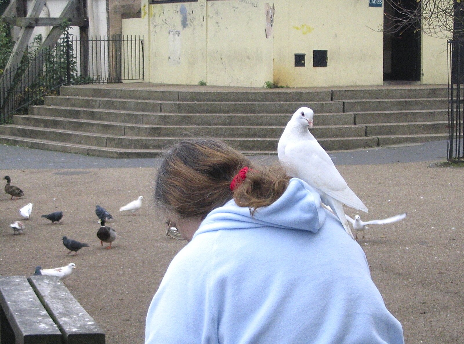 A dove on the head from Feeding the Ducks: a Diss and Norwich Miscellany - 7th November 2004