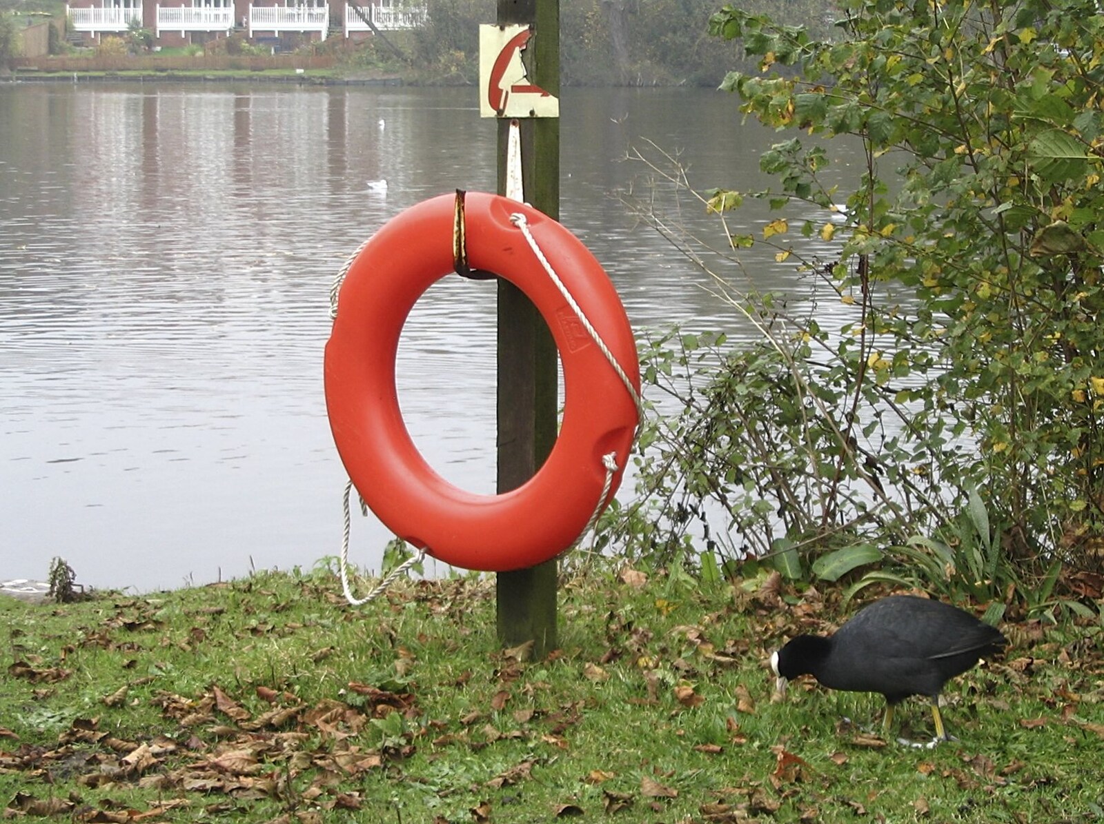A Moorhen scoots past a life belt from Feeding the Ducks: a Diss and Norwich Miscellany - 7th November 2004