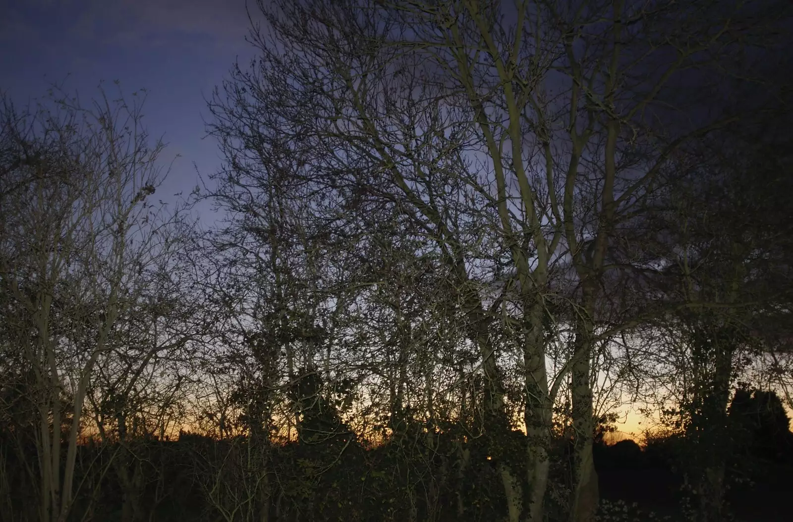 The hedge and a sunset, from The BBs Rehearse and the WI Market, Diss, Norfolk - 9th November 2004