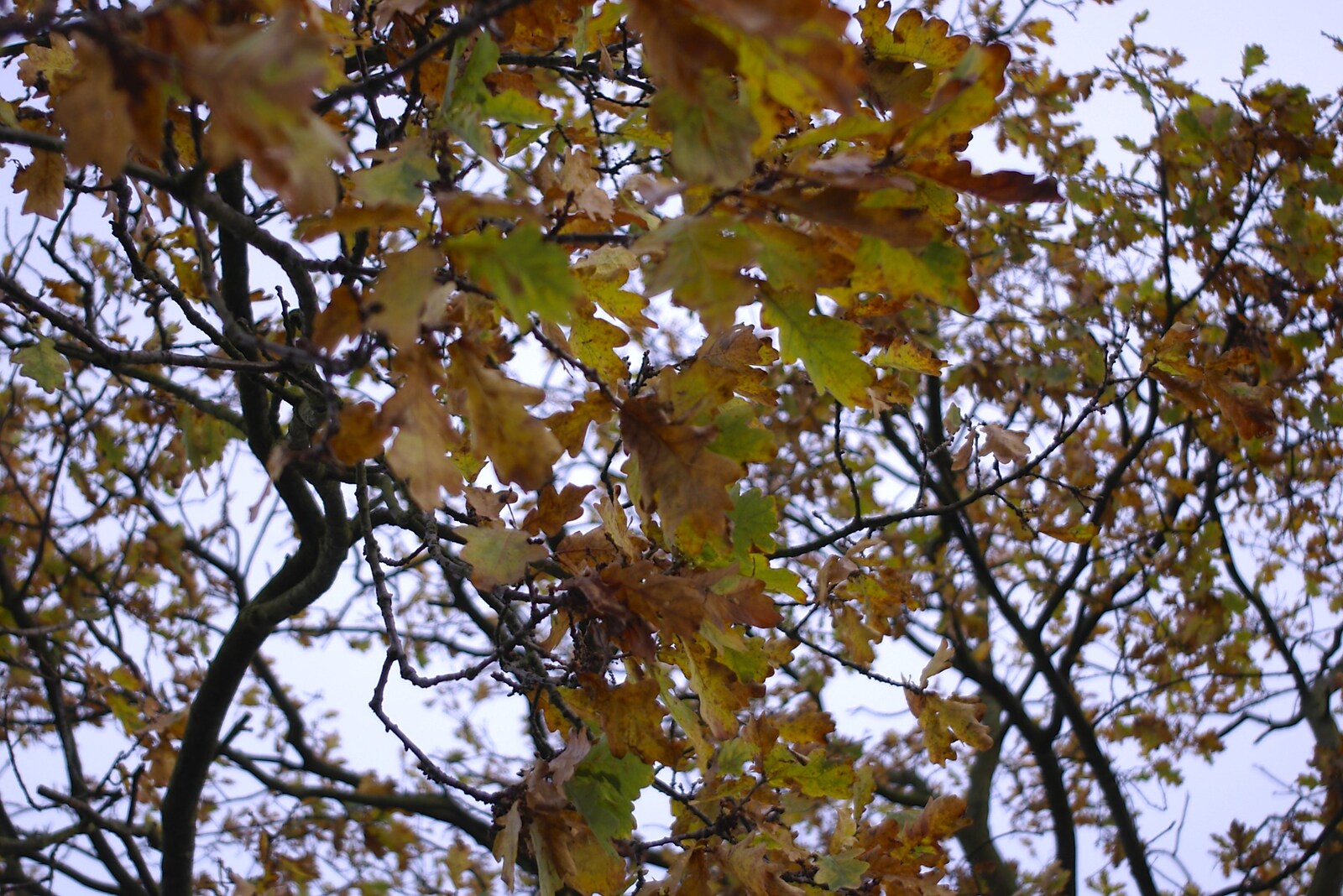 Nice autumn leaves from Random Scenes of Diss, Norfolk - 20th November 2004