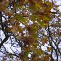 Nice autumn leaves, Random Scenes of Diss, Norfolk - 20th November 2004