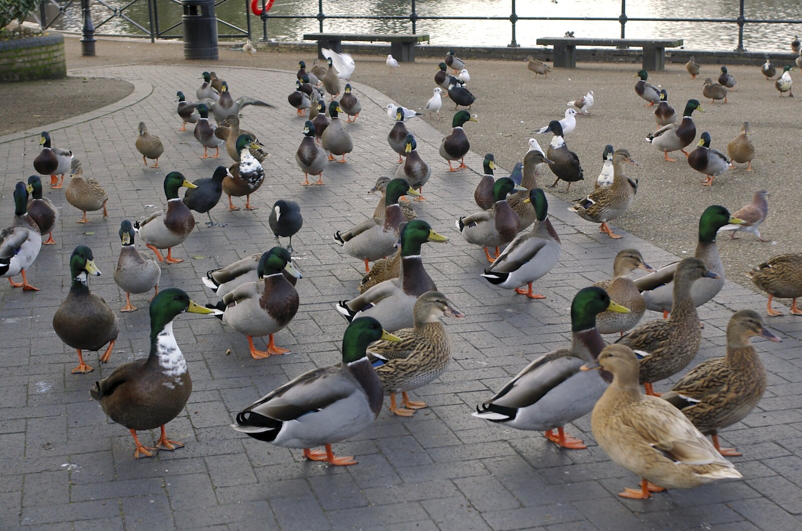 A load of ducks from Random Scenes of Diss, Norfolk - 20th November 2004