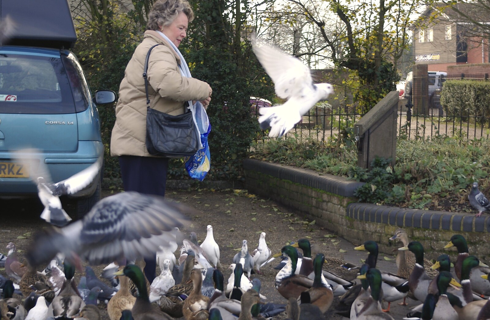 A woman wades through the birds from Random Scenes of Diss, Norfolk - 20th November 2004