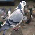 A pigeon perches on a bench, Random Scenes of Diss, Norfolk - 20th November 2004