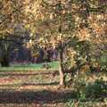 Autumn leaves hang on in the Oaksmere's grounds, Christmas Lights and St. Mary's Church, Diss, Norfolk - 29th November 2004