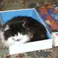 Cat in a box, Christmas Day at the Brome Swan, Brome, Suffolk - 25th December 2004