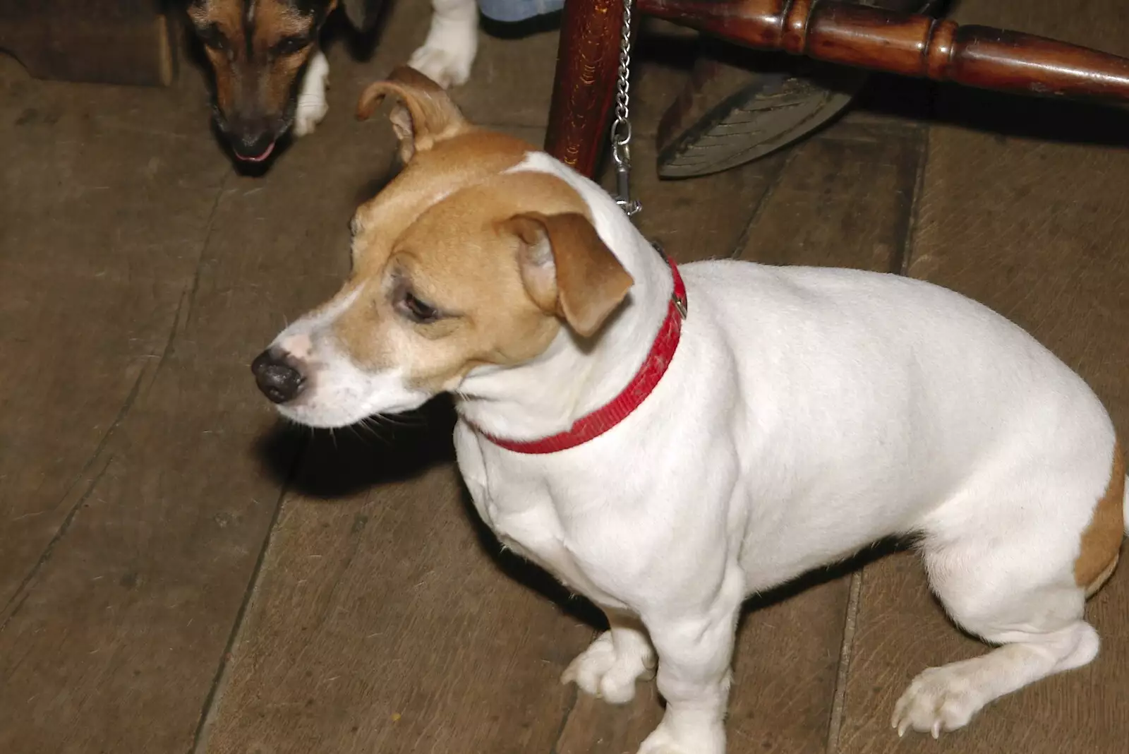 A small dog at the bar, from Boxing Day Rambles, Hoxne and Oakley, Suffolk - 26th December 2004