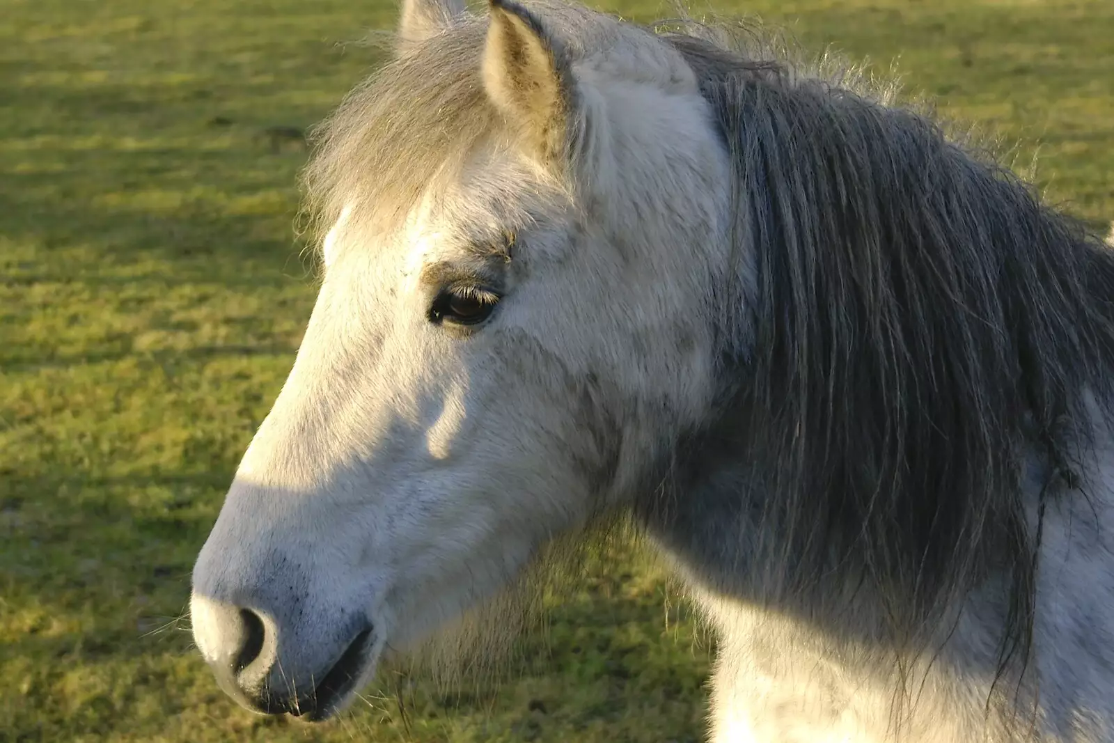 A small grey pony, from Boxing Day Rambles, Hoxne and Oakley, Suffolk - 26th December 2004