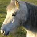 A small grey pony, Boxing Day Rambles, Hoxne and Oakley, Suffolk - 26th December 2004