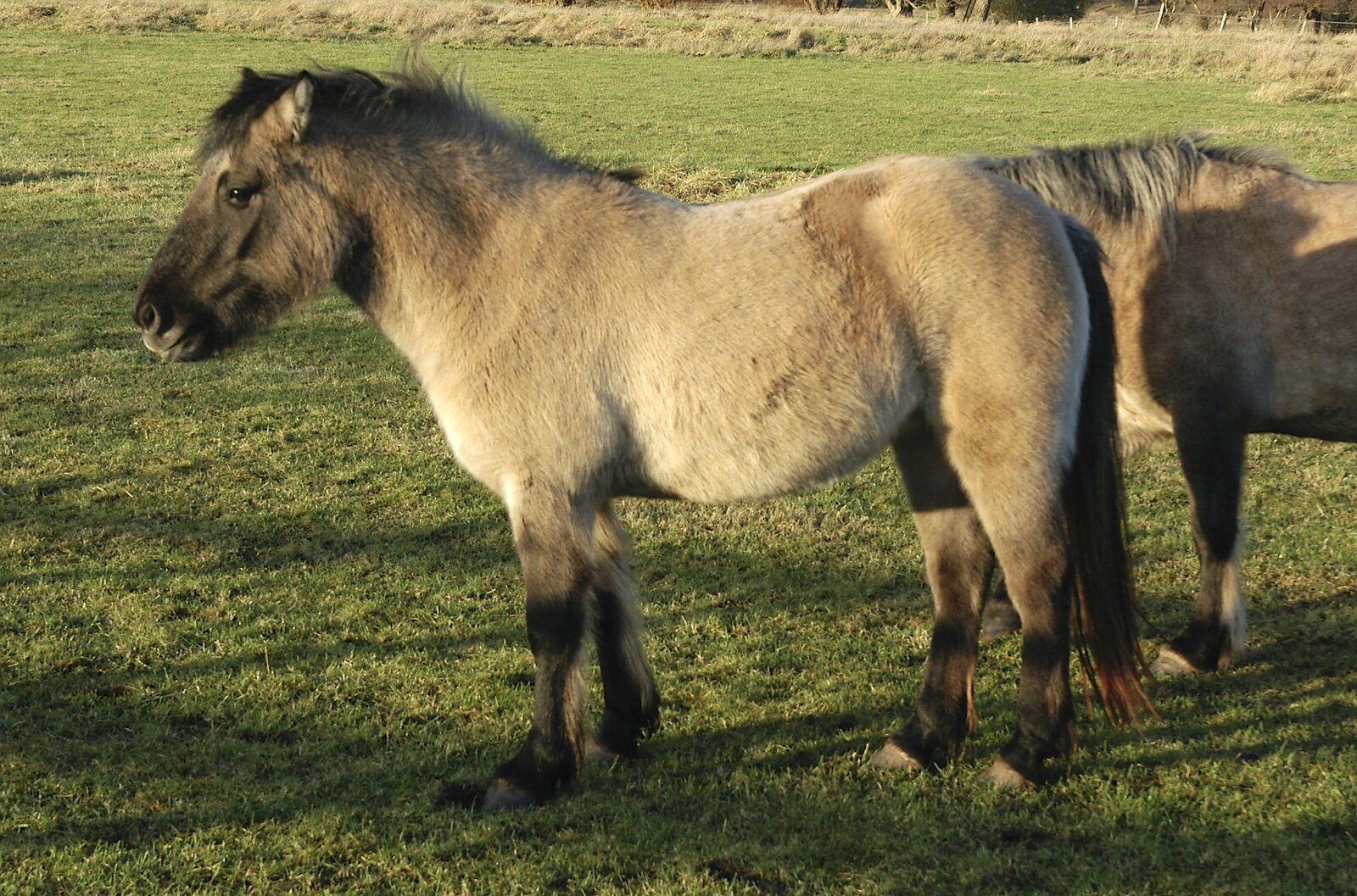 Boxing Day Rambles, Hoxne and Oakley, Suffolk - 26th December 2004: Some shaggy ponies