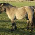 Some shaggy ponies, Boxing Day Rambles, Hoxne and Oakley, Suffolk - 26th December 2004