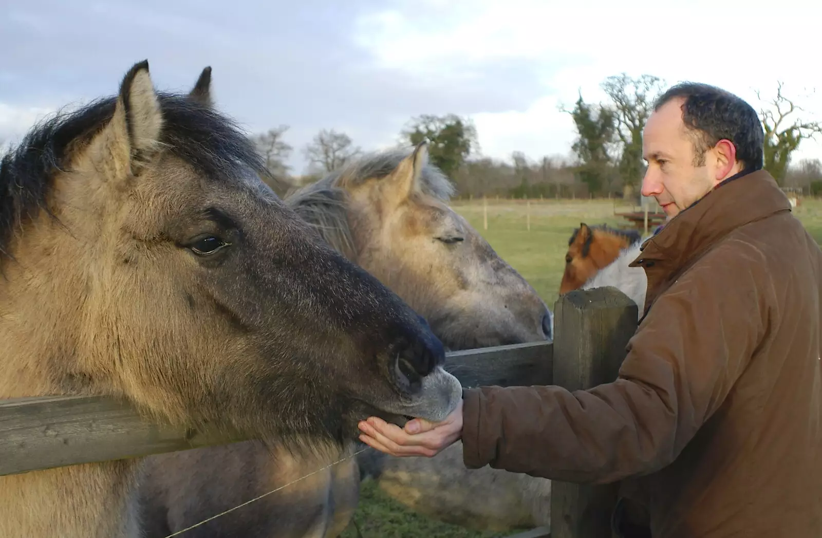 DH gets a gentle nibble, from Boxing Day Rambles, Hoxne and Oakley, Suffolk - 26th December 2004