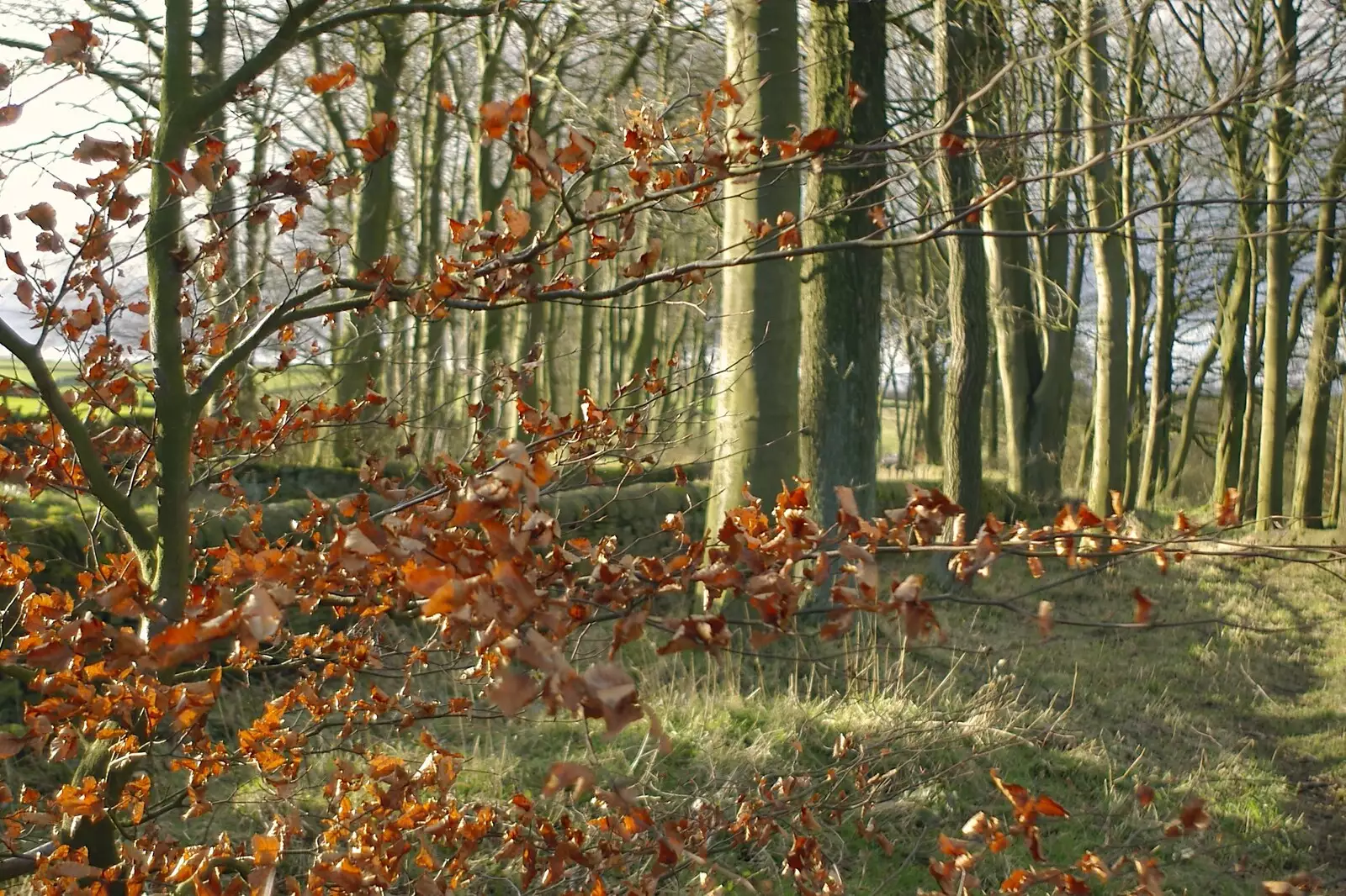 Autumn leaves, still hanging on, from The Old Man's 70th Birthday, Pontefract, West Yorkshire - 29th January 2005