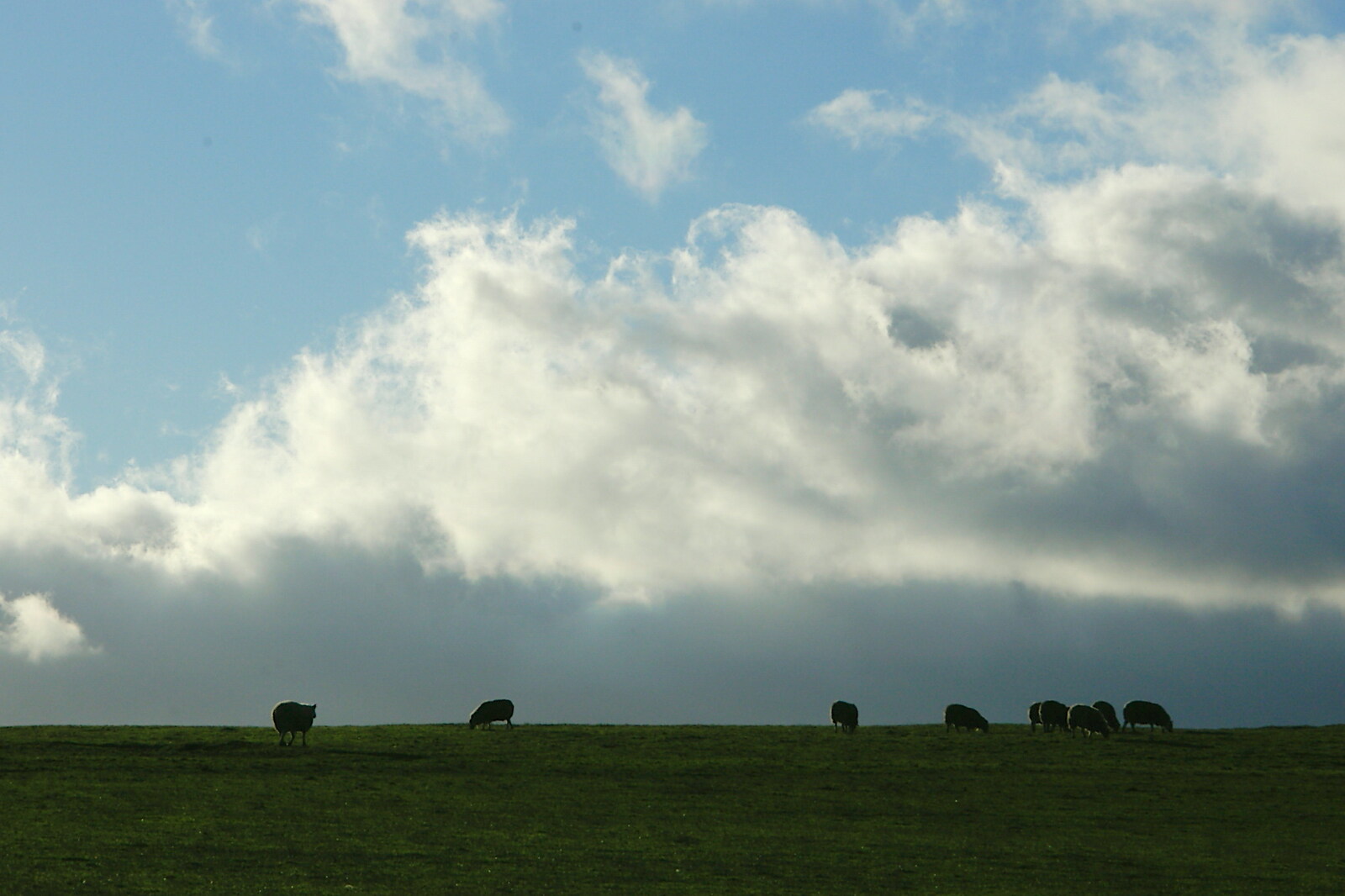 Driving Around Oop North, Hoylandswain, West Yorkshire - 30th January 2005: Sheep on a field