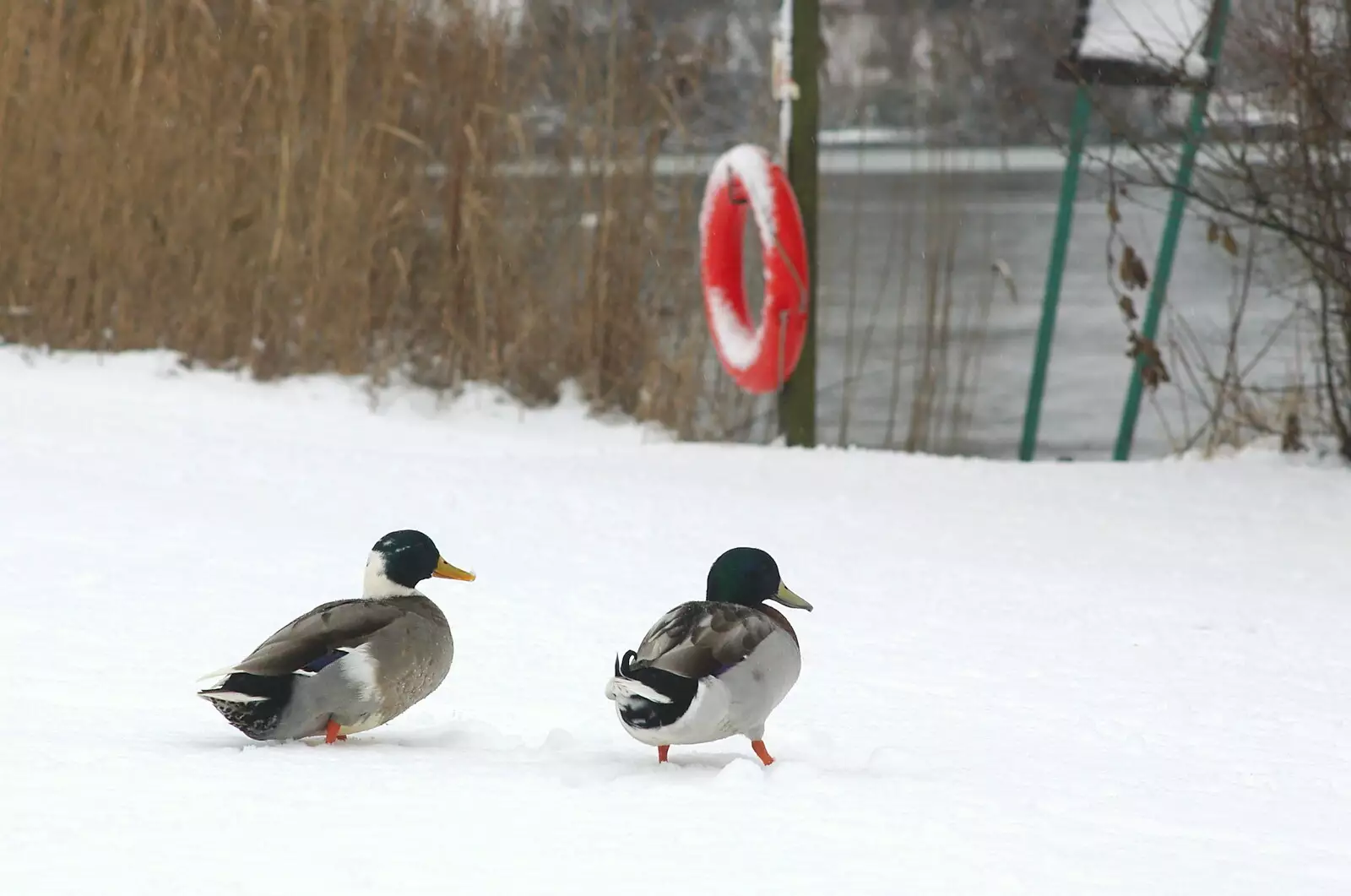 A couple of ducks waddle around, from Wendy Leaves "The Lab" and a Snow Day, Cambridge and Brome - 25th February 2005