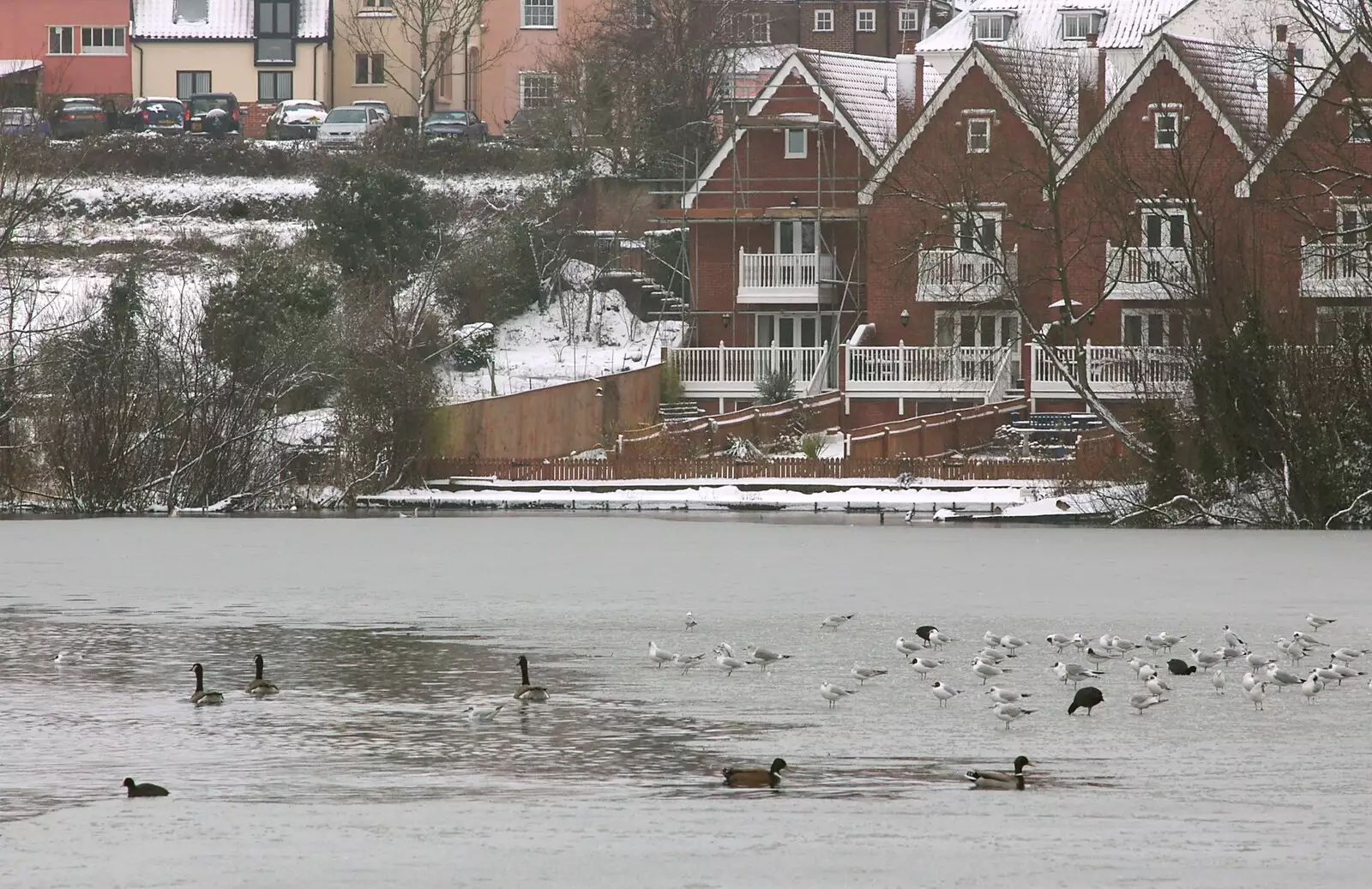 Seagulls stand on the frozen Mere, from Wendy Leaves "The Lab" and a Snow Day, Cambridge and Brome - 25th February 2005