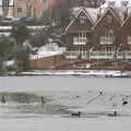 Seagulls stand on the frozen Mere, Wendy Leaves "The Lab" and a Snow Day, Cambridge and Brome - 25th February 2005