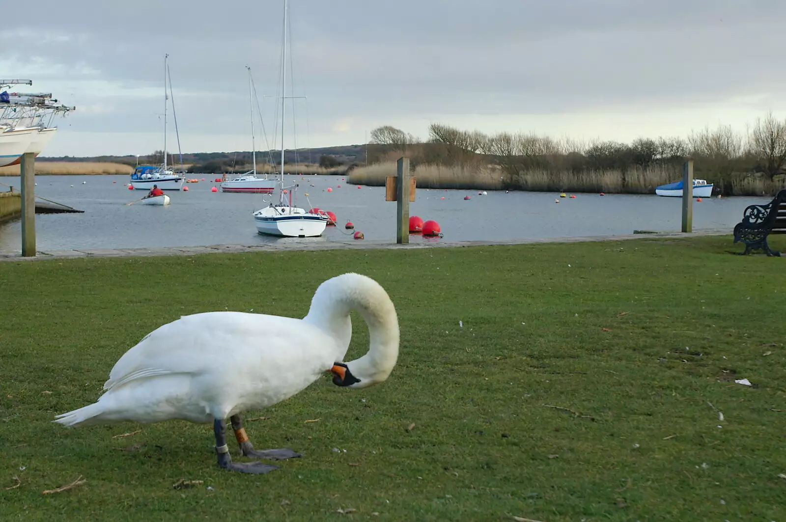 A swan preens its feathers, from Mike's 70th Birthday, Christchurch, Dorset - 12th March 2005