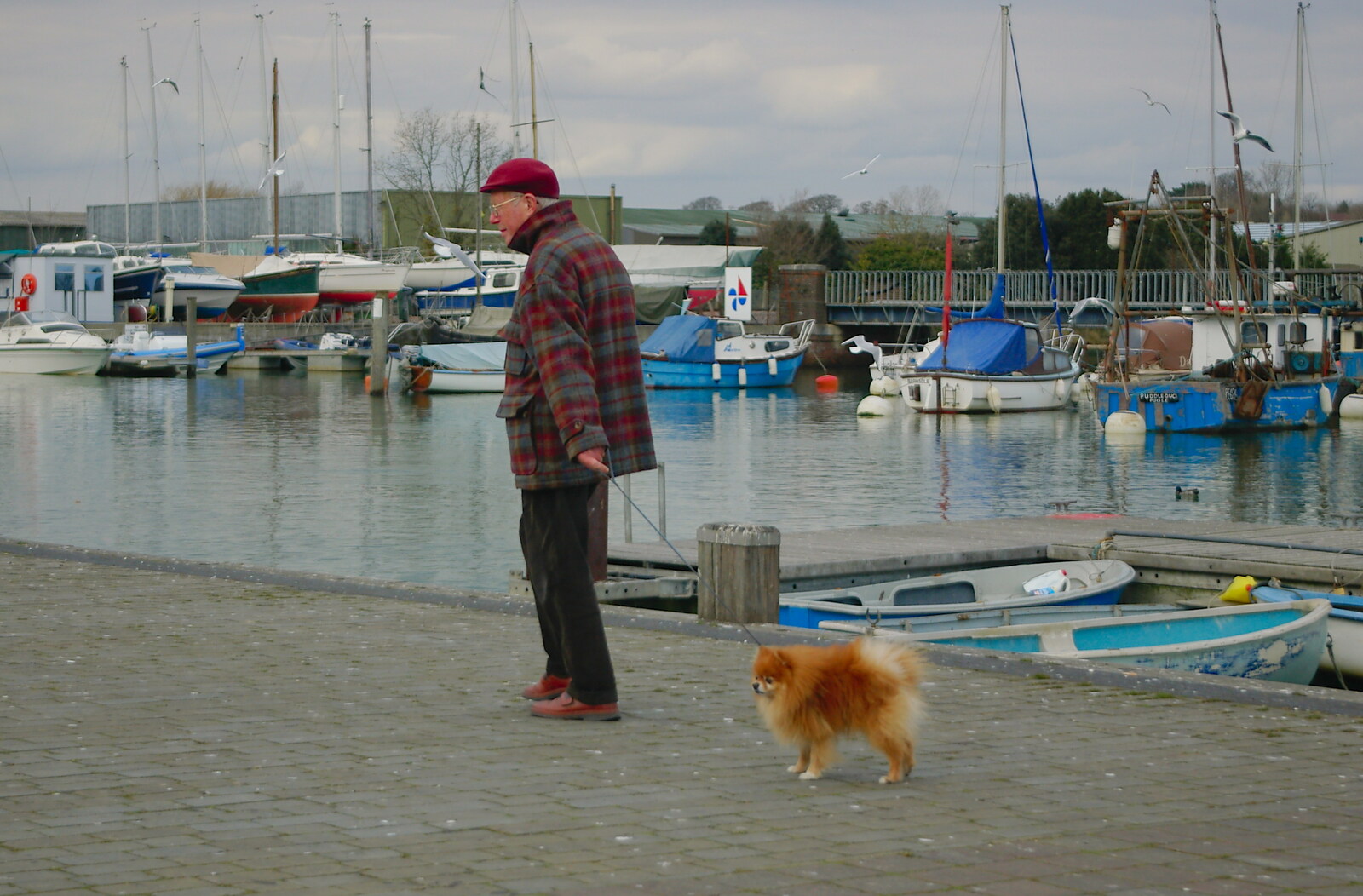 A small fluffy dog on Lymington Quay from A Walk Around Lymington, and Luke Leaves Qualcomm Cambridge - 13th March 2005