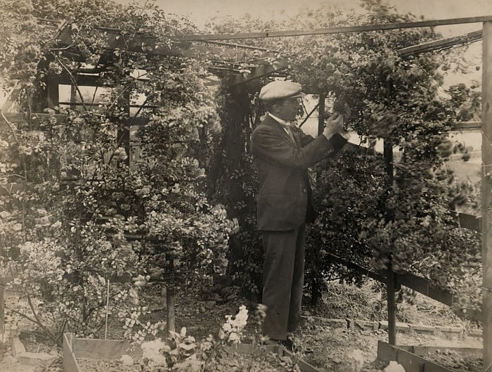 Nosher's Family History - 1880-1955: Margaret's father in his garden in Lancashire, c. 1915