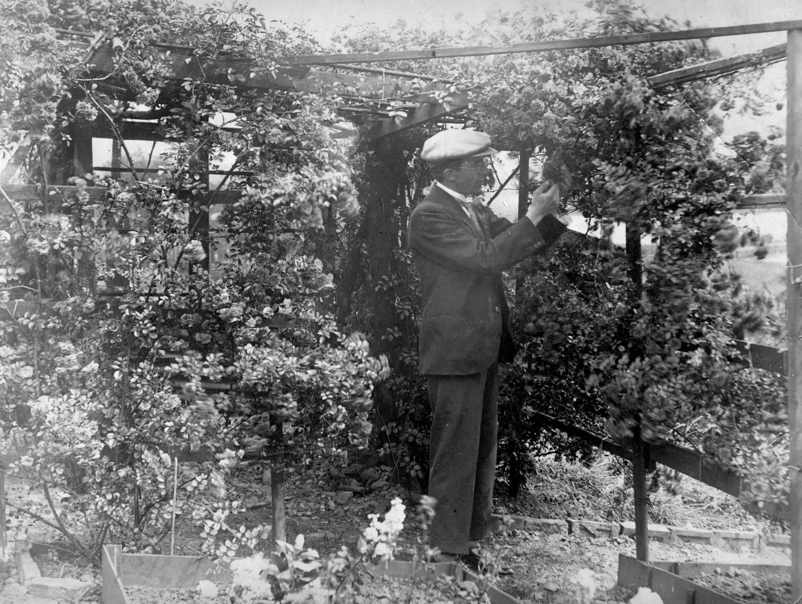 Margaret's father in his garden in Lancashire, c. 1915, from Nosher's Family History - 1880-1955